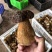 野生菌8月份起批要货提前有联系