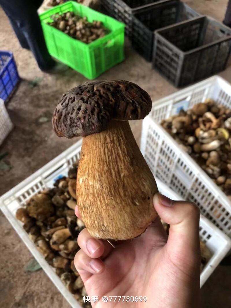 野生菌8月份起批要货提前有联系