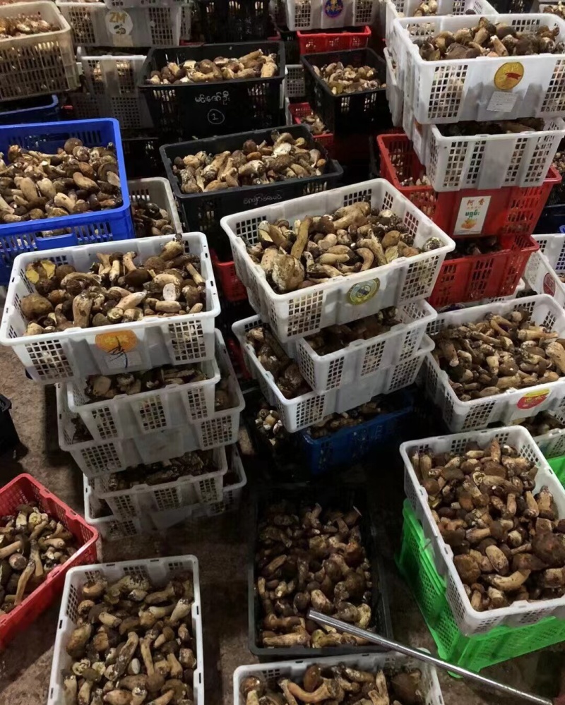 野生菌8月份起批要货提前有联系