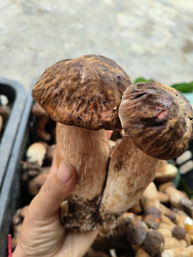野生菌8月份起批要货提前有联系