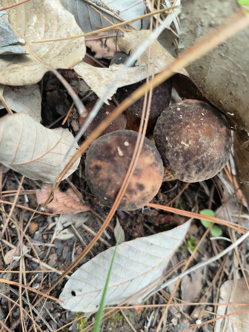 野生菌8月份起批要货提前有联系