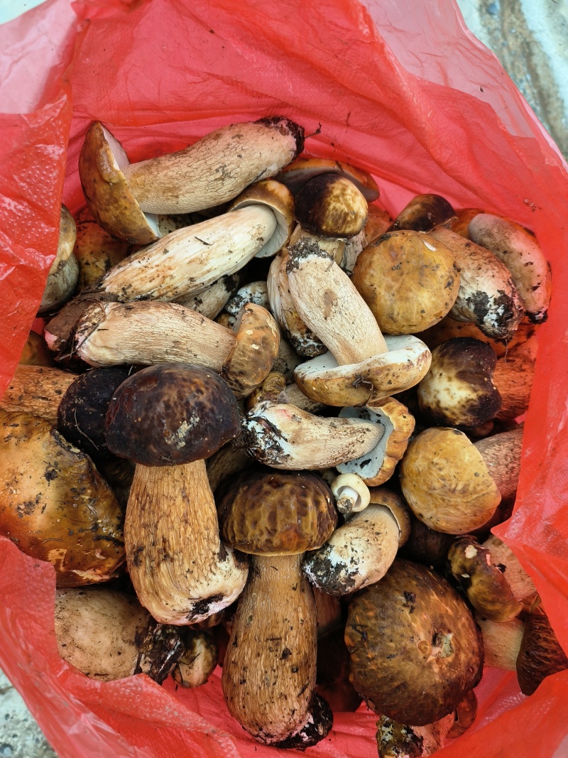 野生菌8月份起批要货提前有联系