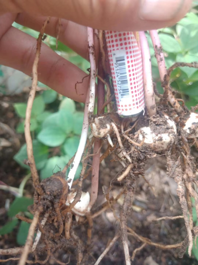 重楼有需要的联系