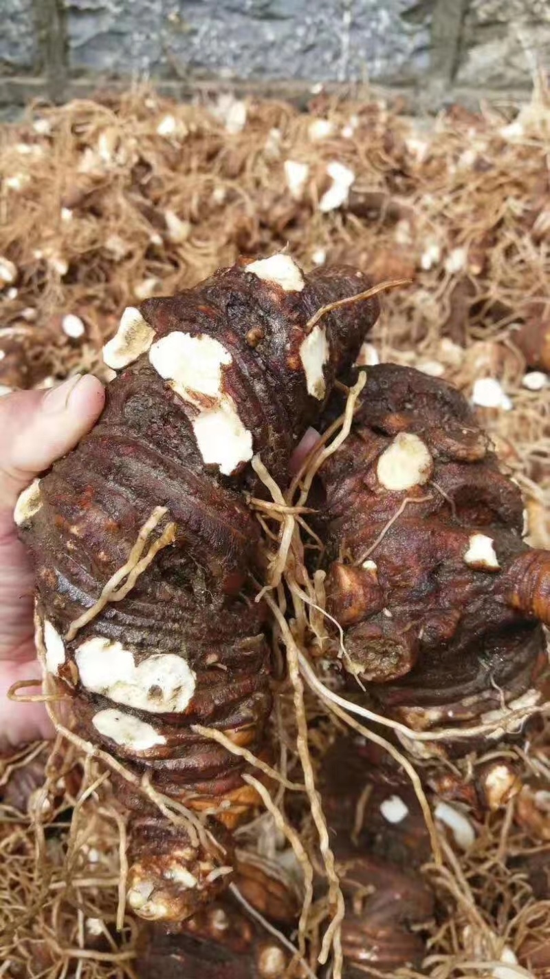 重楼有需要的联系
