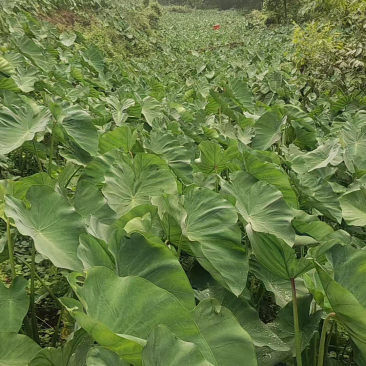 红牙芋