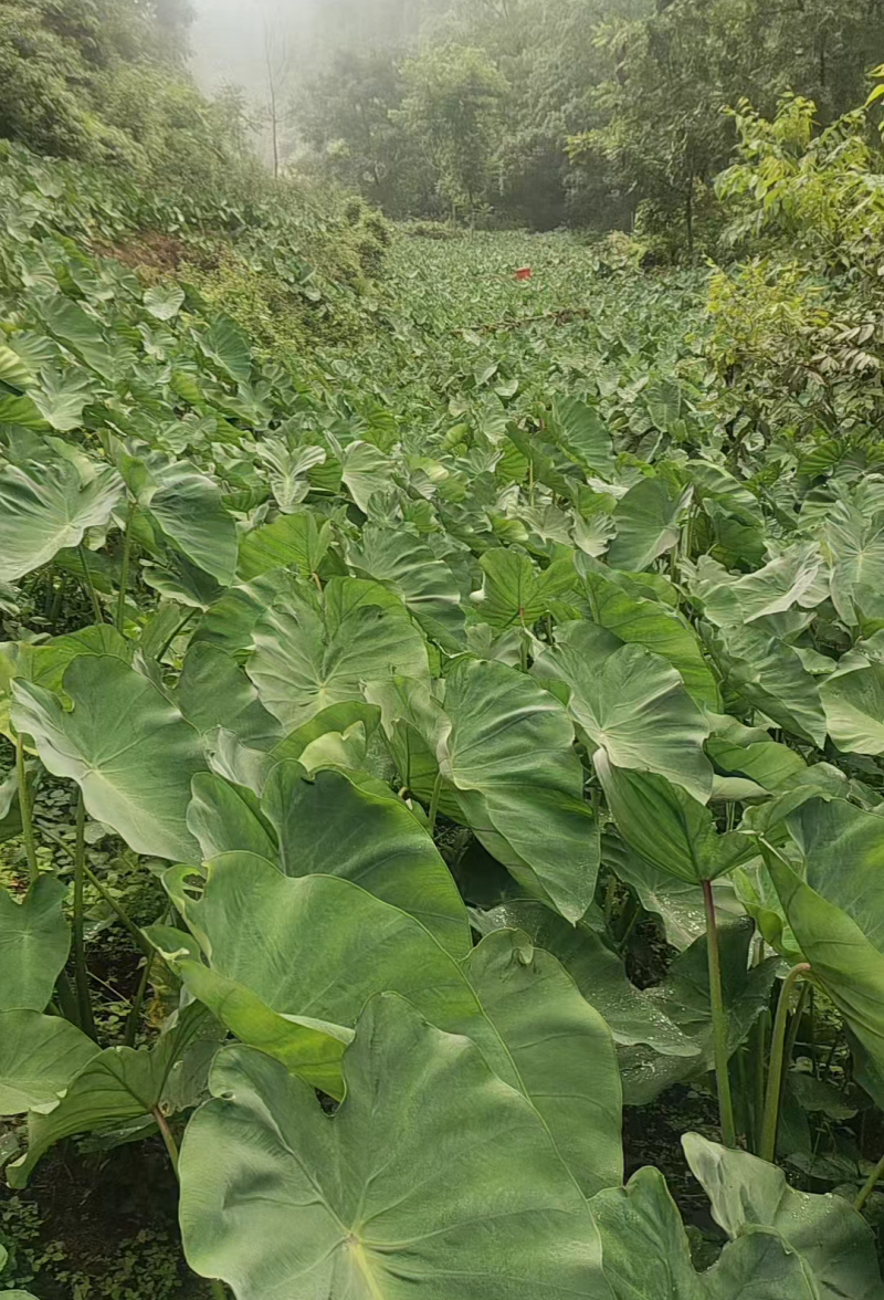 红牙芋