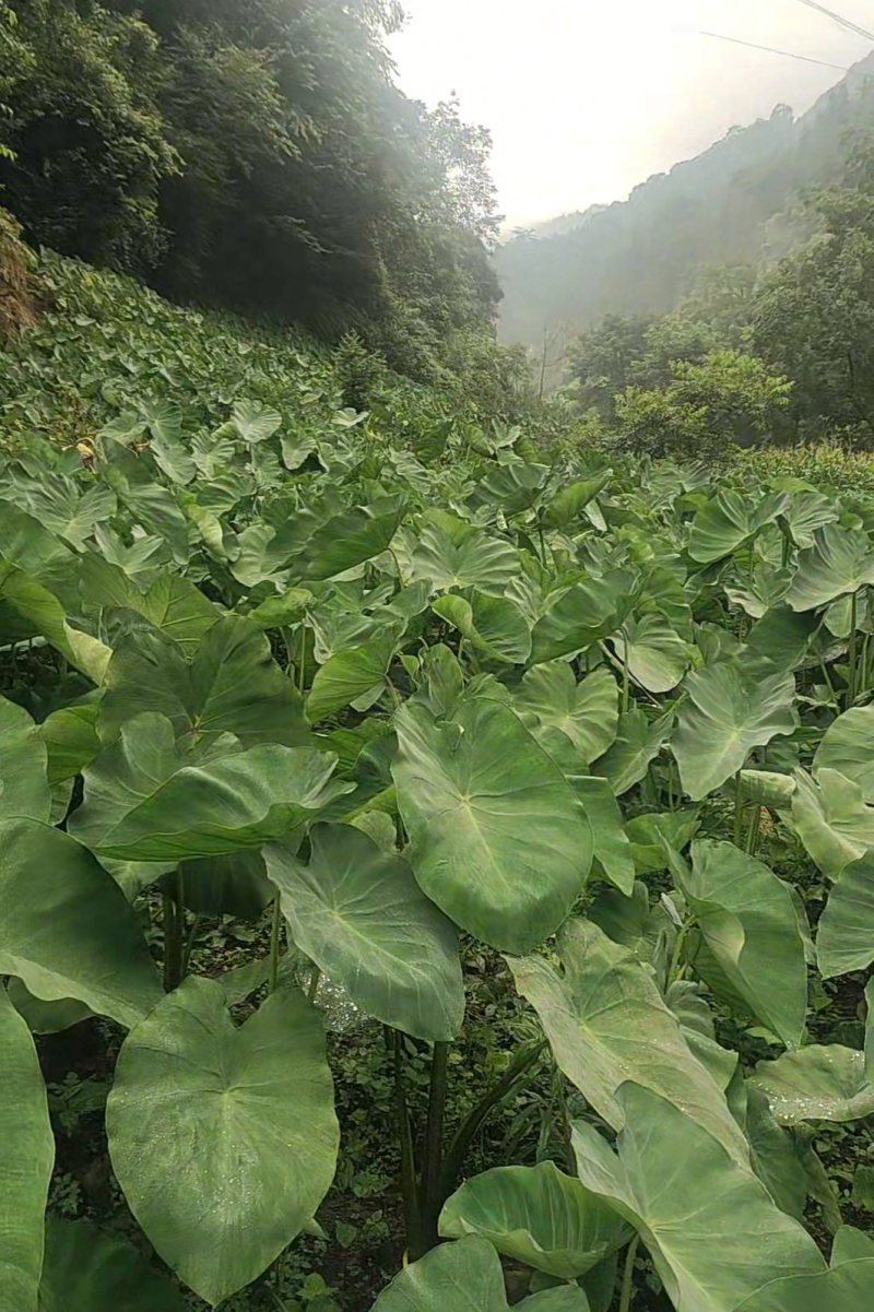 红牙芋