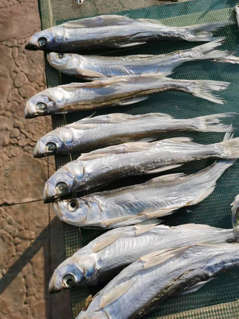 野生咸鱼干