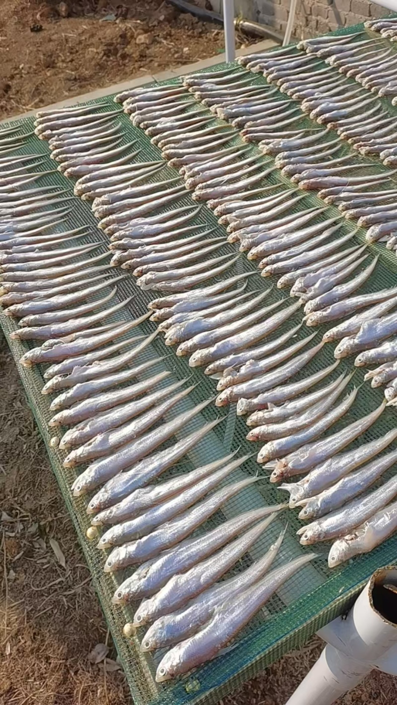 野生咸鱼干