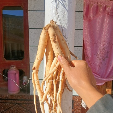 白条党参