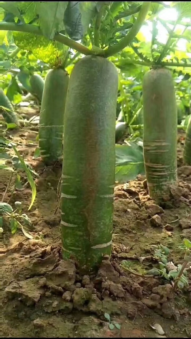 山东潍县萝卜