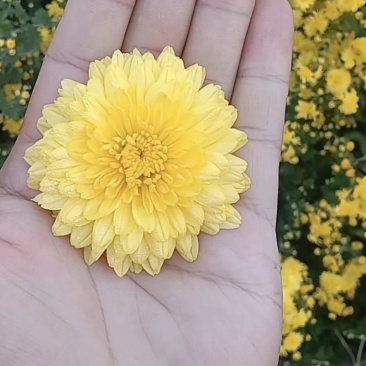 怀菊花