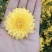 怀菊花