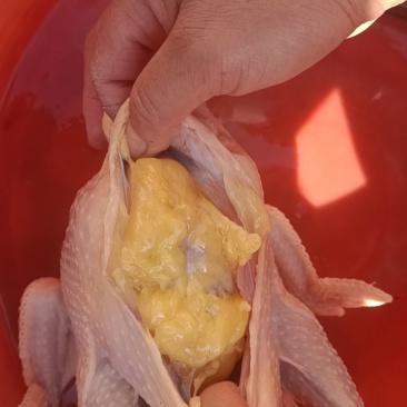 自家养的老母鸡