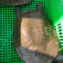 汉寿生态甲鱼