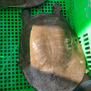 汉寿生态甲鱼