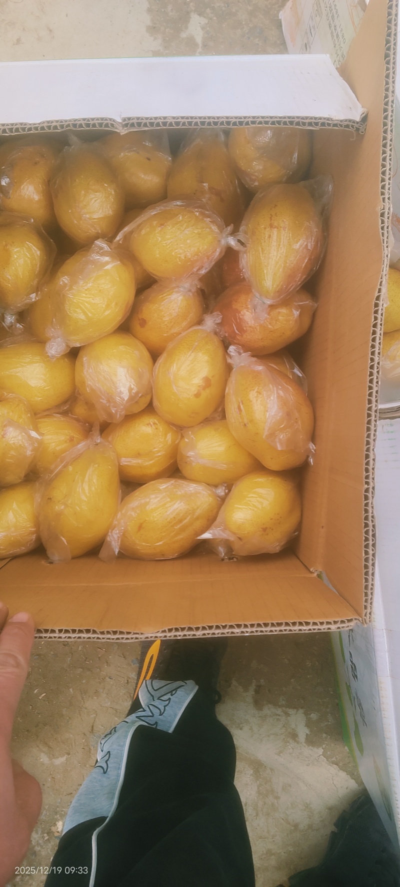 红香酥梨