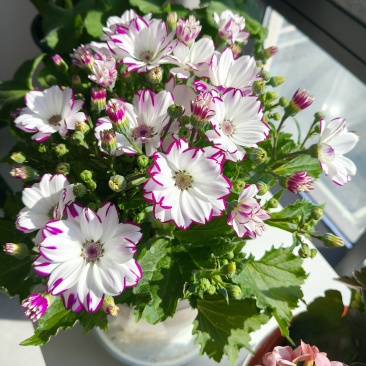 鲜花