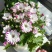 鲜花