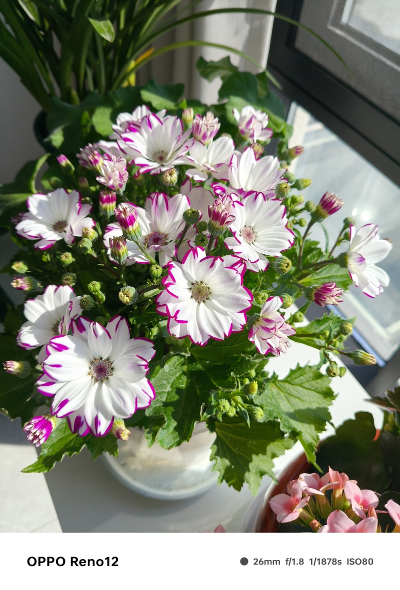 鲜花