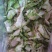 新鲜榨菜片