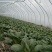 上海青移栽大菜，半斤到一斤