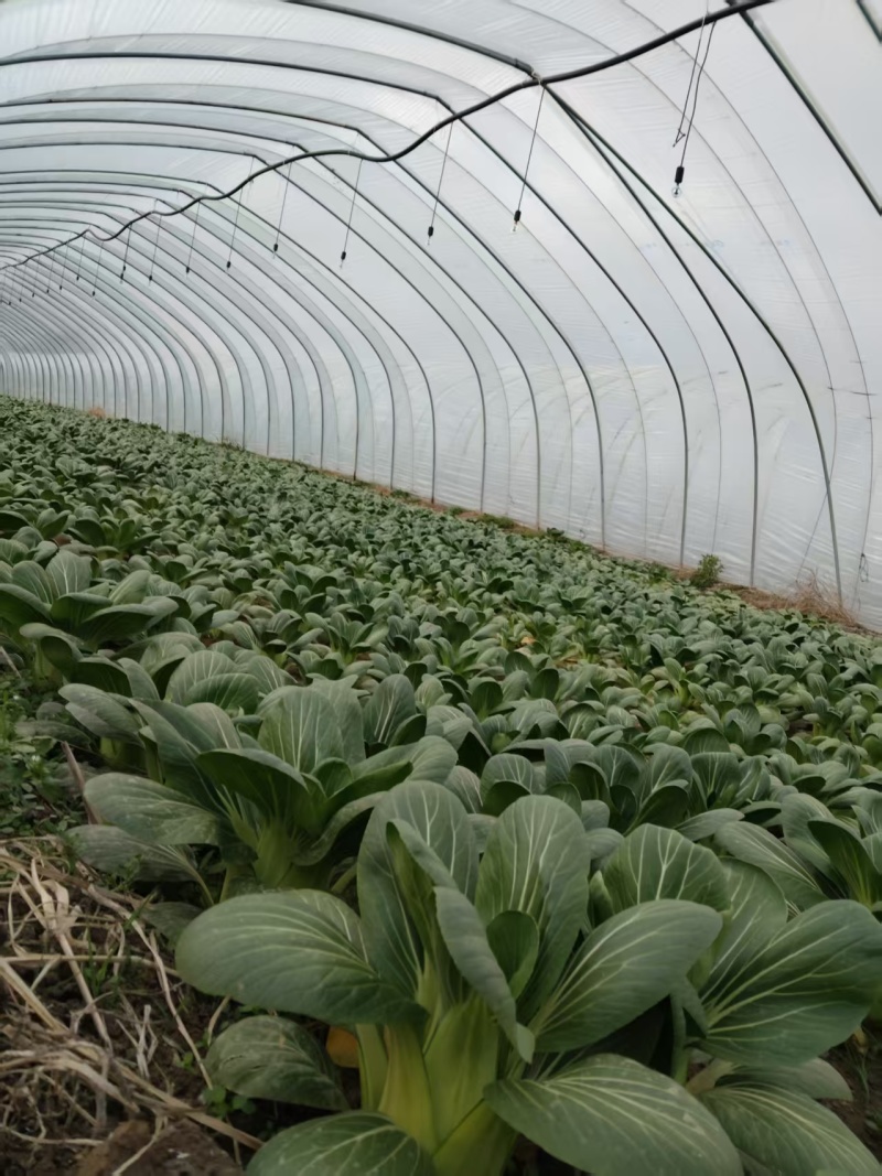 上海青移栽大菜，半斤到一斤