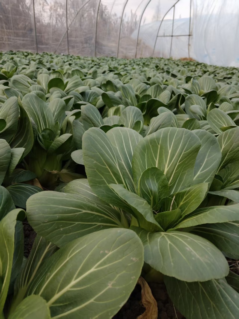 上海青移栽大菜，半斤到一斤