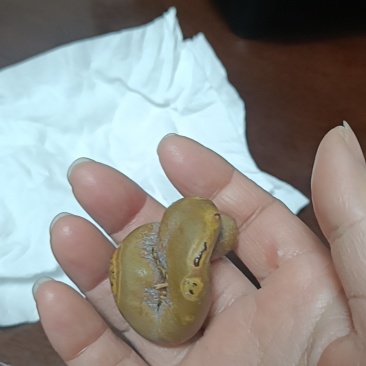 羊黄