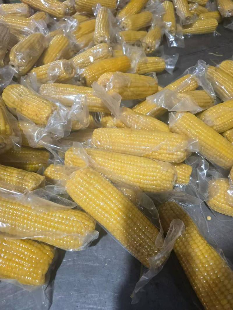 东北黄糯玉米。一件代发，源头工厂。