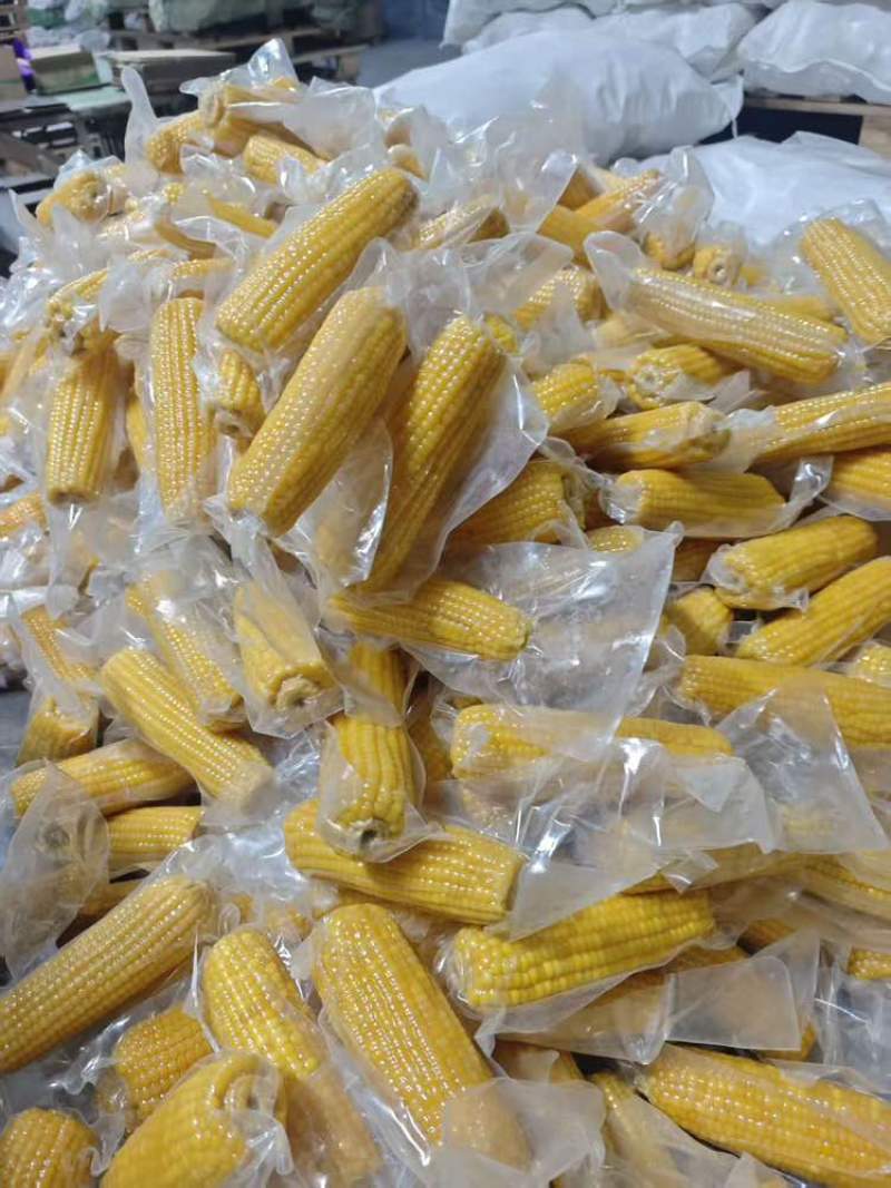 东北黄糯玉米。一件代发，源头工厂。