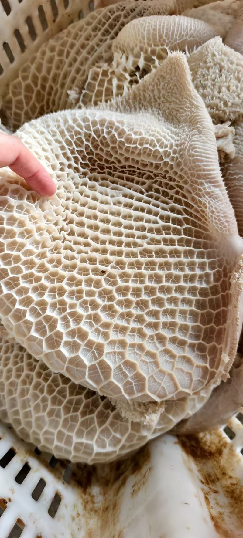 五分金钱肚