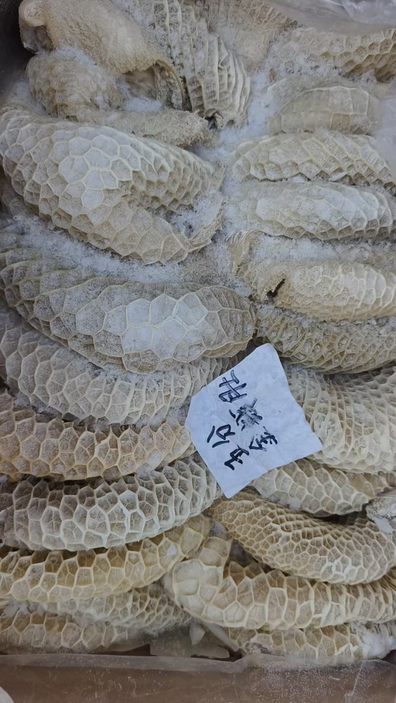 五分金钱肚