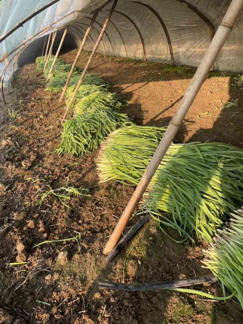 平度头道紫根韭菜上市，价格便宜质量好，要的联系