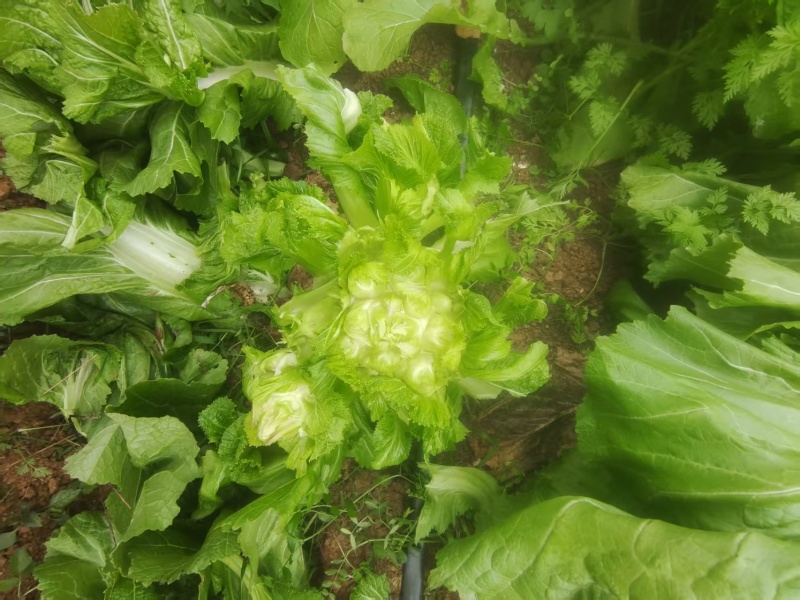 贵州黔西南州百亩精品儿菜基地