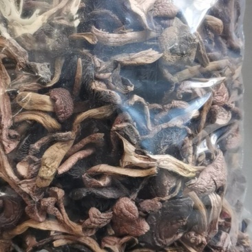 红松伞特别好自己采的