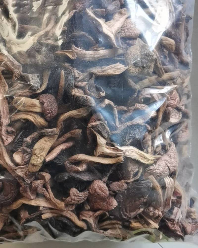 红松伞特别好自己采的