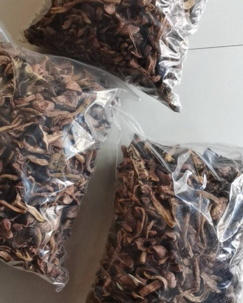 红松伞特别好自己采的