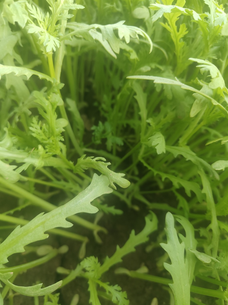 茼蒿