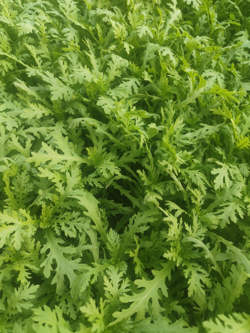 茼蒿