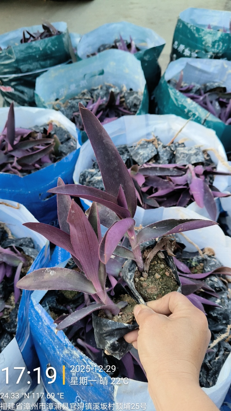 鸭舌草