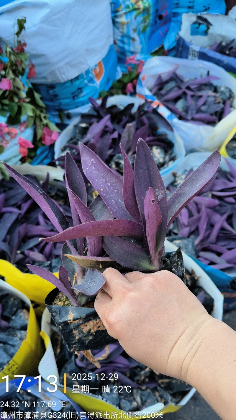 鸭舌草