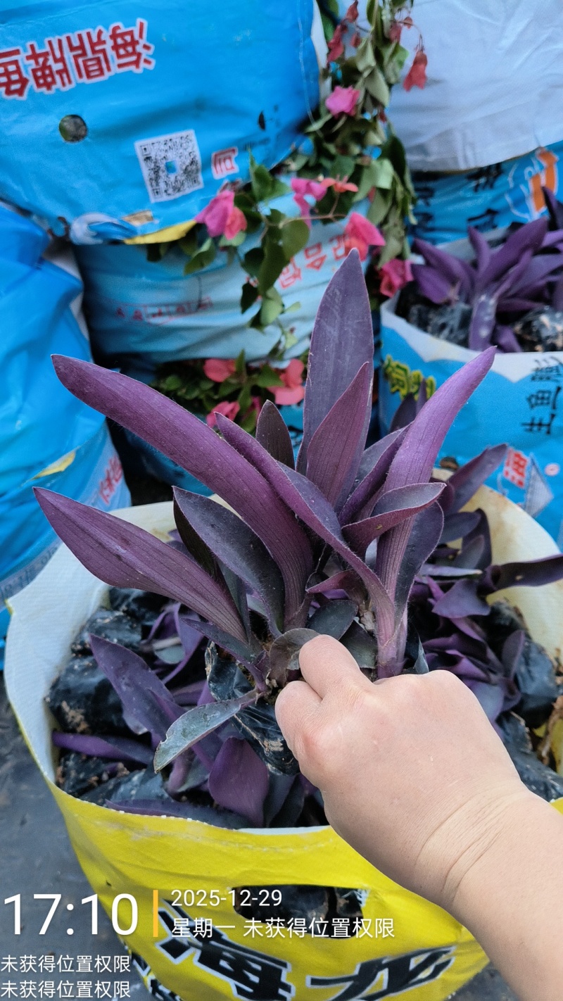 鸭舌草