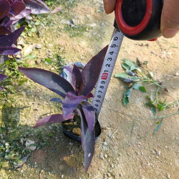 鸭舌草