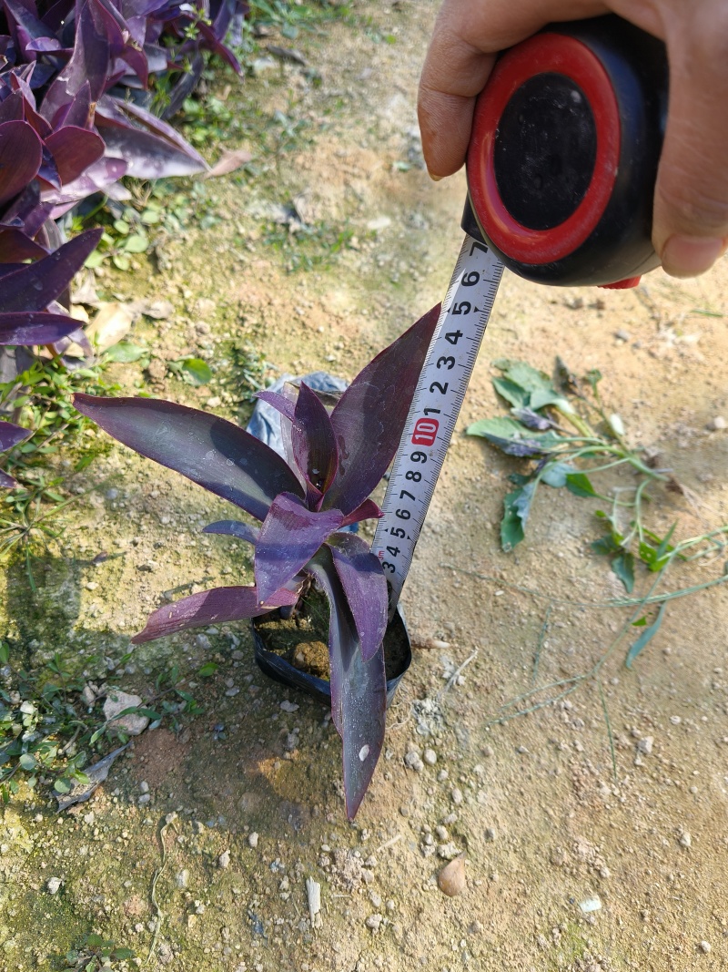 鸭舌草