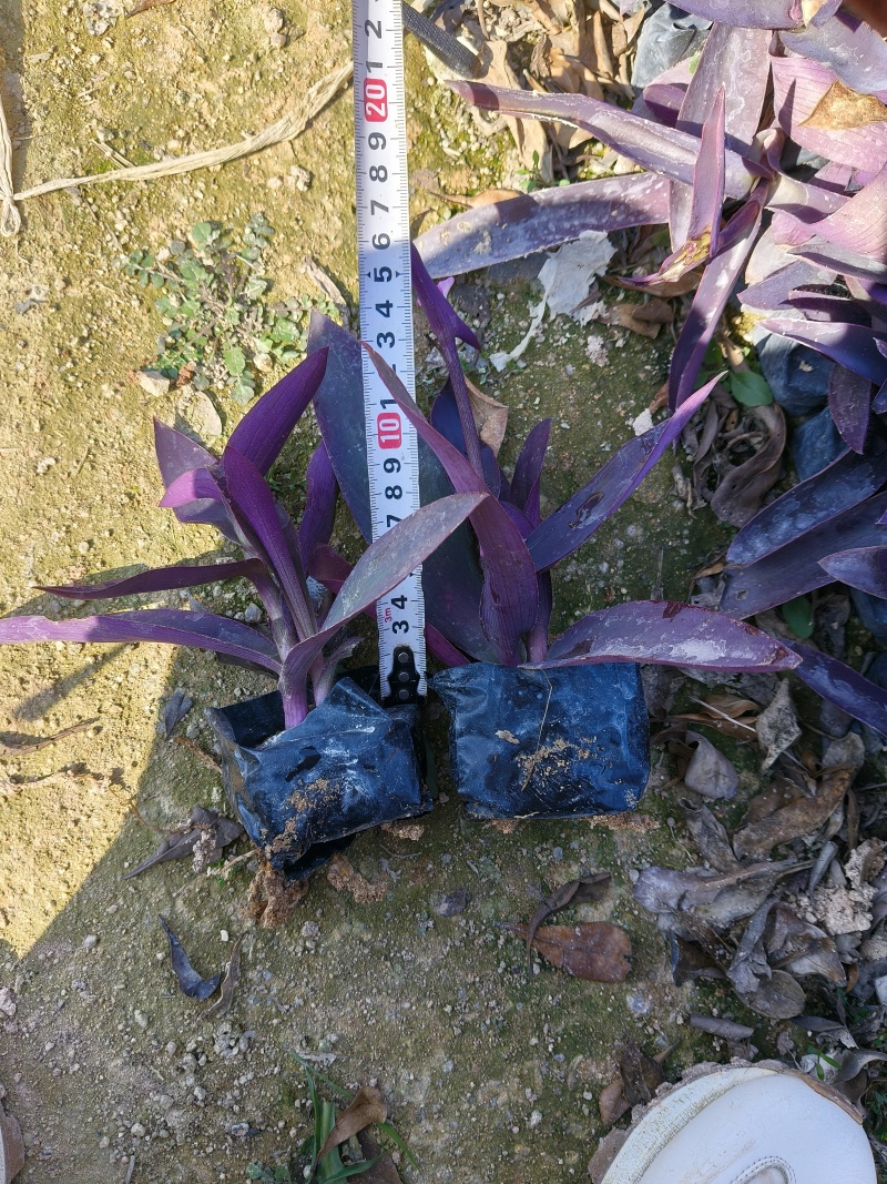 鸭舌草