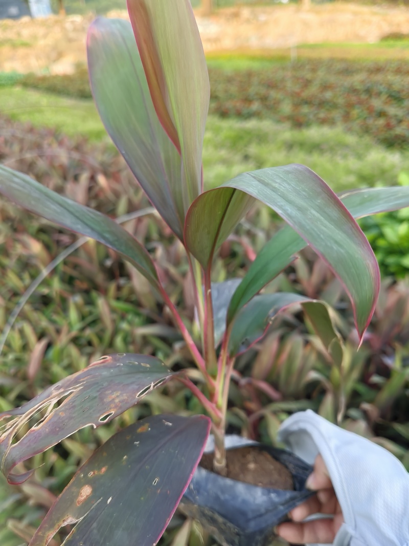 朱焦