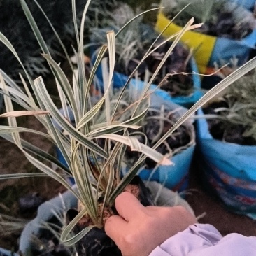 银边草