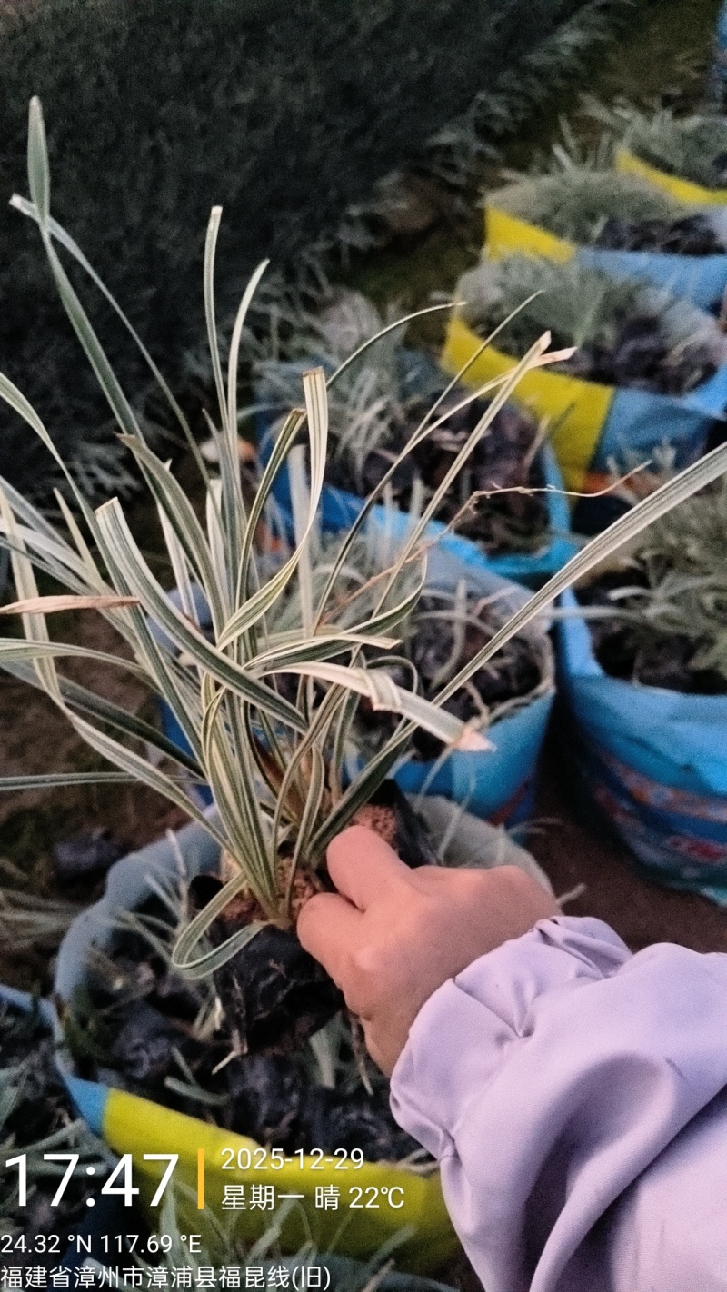 银边草