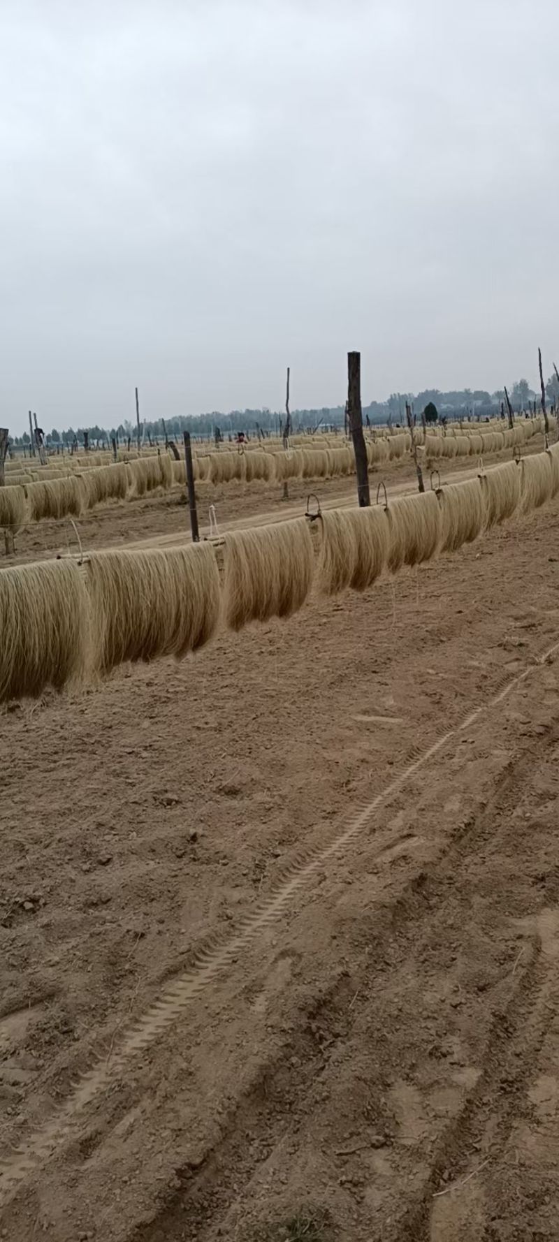 纯手工地瓜粉条
